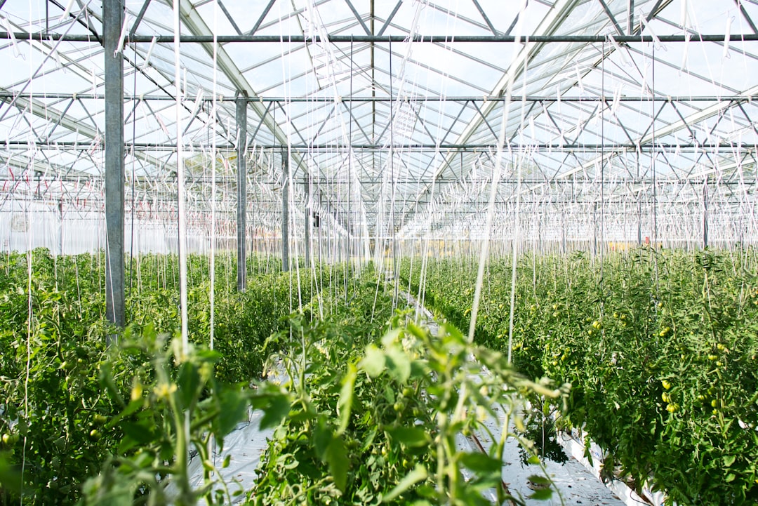 Jeunes plants de tomates en godets dans une serre au printemps